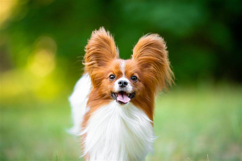 Papillion Dog Breed