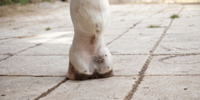 Pastern Dermatitis skin condition in horses