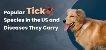 Type of Tick Species and Diseases They Carry