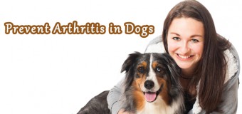 Best Joint Care Practices to Prevent Arthritis in Dogs