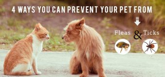 4 Ways You Can Prevent Your Pet from Fleas and Ticks
