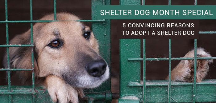 Shelter-Dog-Month