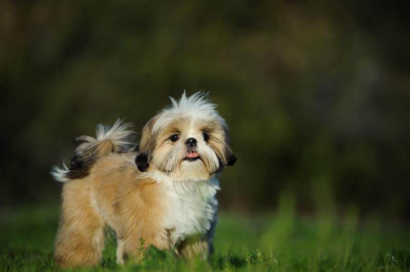 Shih Tzu Dog