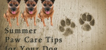 Summer Paw Care Tips for Your Dog