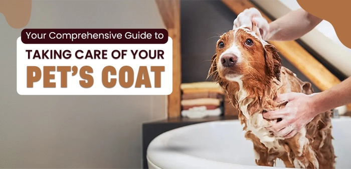 Taking Care of Your Pet’s Coat