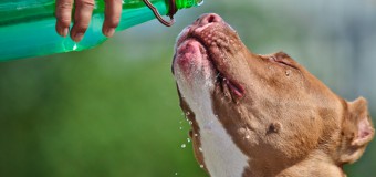 Fresh Water – Essential for Hydration and Hygiene in Pets