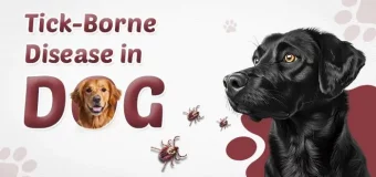 Tick-Borne Disease in Dogs: A Comprehensive Guide
