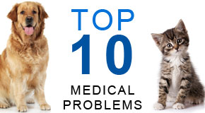 Top Ten Health Problems in Dogs and Cats