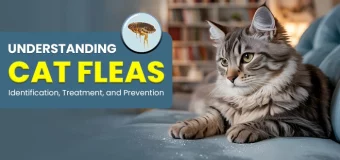 Understanding Cat Fleas: Identification, Treatment, and Prevention