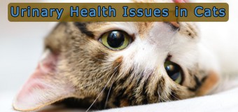 Most Common Urinary Health Issues in Cats