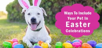 Pet Activities: 4 Ways To Include Your Pet in Easter Celebrations