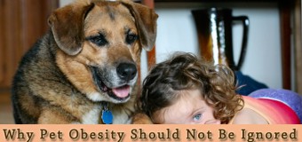Top 5 Reasons Why Pet Obesity Should Not Be Ignored