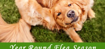 Year Round Flea Season – Does it Matter for Your Pets?