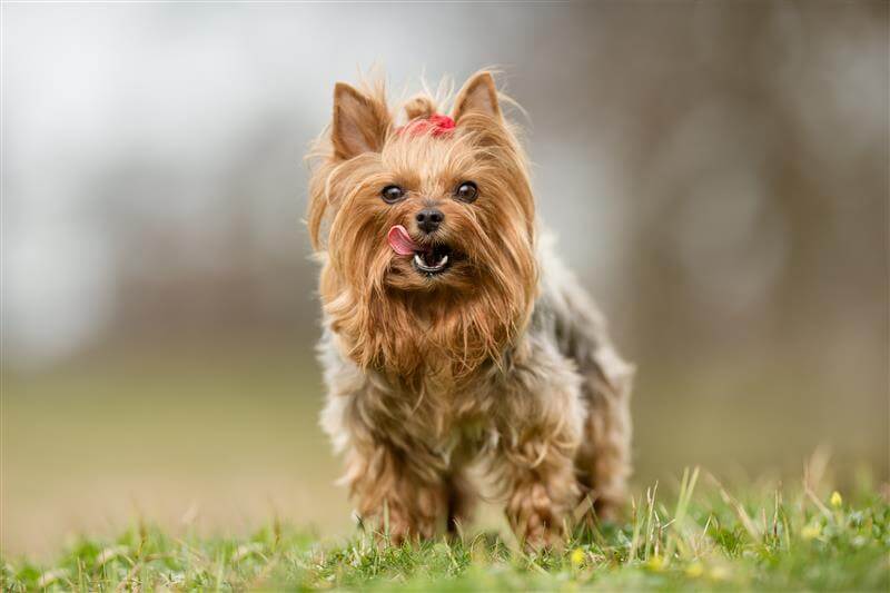 Yorkshire Terrier Dog Breed