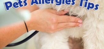 4 Types Of Allergies In Pets & How to Fight Them
