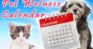 Wellness Calendar – Flawless Technique for Organized Pet Health Care