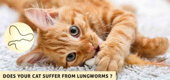 Does your Cat Suffer from Lungworms?