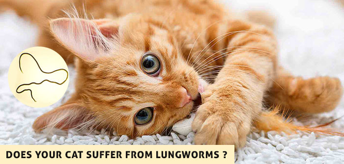 Does your Cat Suffer from Lungworms