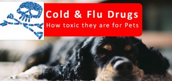 Cold & Flu Drugs: How Toxic They Are For Pets