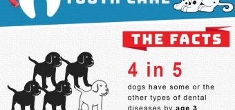 Dental Care Can Help Your Dog Live Up To 20% Longer
