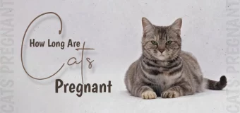 What Cat Pregnancy Really Looks Like?