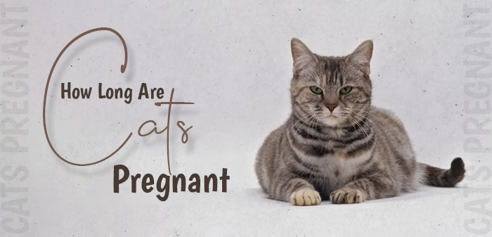 How long are cats pregnant