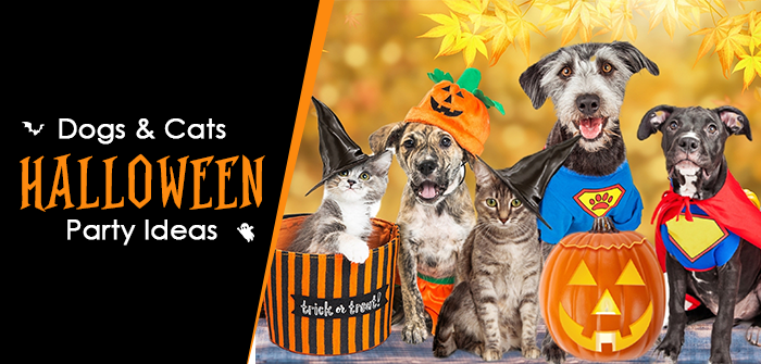 Dogs & Cats Halloween Party Ideas