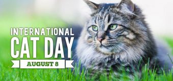 Happy International Cat’s Day!