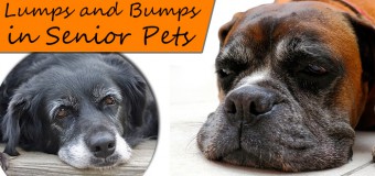 Learn More about Skin Lumps and Bumps on Dogs