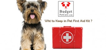 This National Pet First Aid Awareness Month Find What To Keep