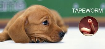 Tapeworms in Dogs – A Detailed Outlay from History to Treatment