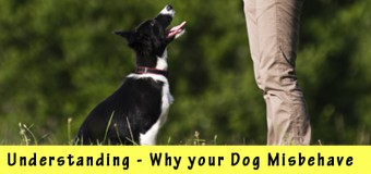 Understanding Why your Dog Misbehave