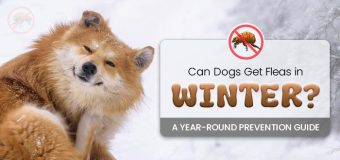 Can Dogs Get Fleas in Winter? A Year-Round Prevention Guide