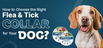 How to Choose the Right Flea & Tick Collar for Your Dog?