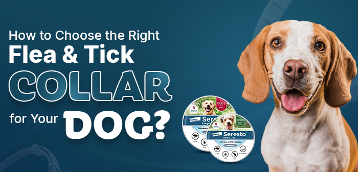 How to Choose the Right Flea & Tick Collar for Your Dog?
