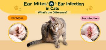 Ear Mites vs. Ear Infections in Cats: What’s the Difference?
