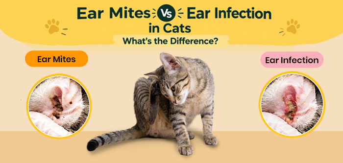 Ear Mites vs. Ear Infections in Cats: What's the Difference?