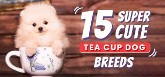 15 Super Cute Tea Cup Dog Breeds
