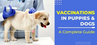 Vaccinations in Puppies and Dogs