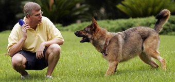 9 Essential Recall Training Steps for Dogs