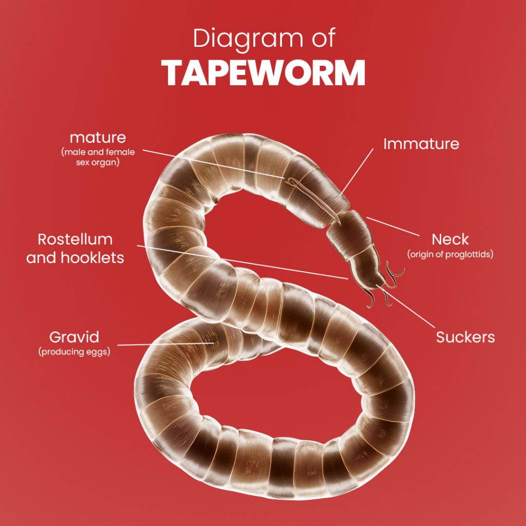 Tapeworms in dog diagram showing different regions of them