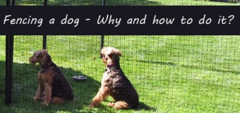 Fencing A Dog- Why And How To Do It?
