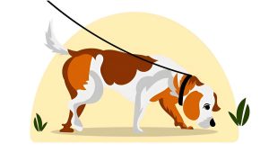 contact allergy in dogs and cats