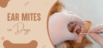 Ear Mites in Dogs: A Pet Parent’s Handbook to Identifying, Treating & Preventing Them