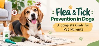 Flea & Tick Prevention in Dogs: A Complete Guide for Pet Parents