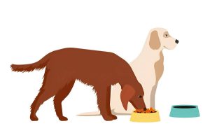 Food allergy in dogs and cats