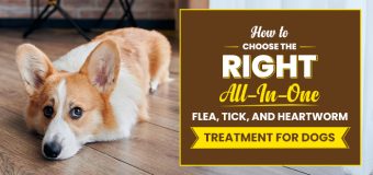 How To Choose the Right All-In-One Flea, Tick, and Heartworm Treatment for Dogs