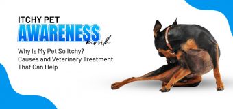 Itchy Pet Awareness Month: Why Is My Pet So Itchy? Causes and Veterinary Treatment That Can Help