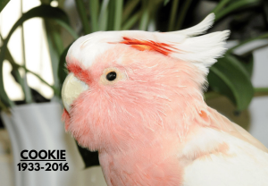 Longest living parrot in the world records named cookie