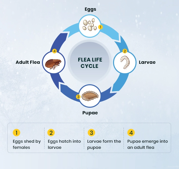  Flea life cycle